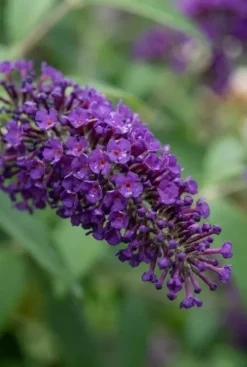 Buddleja davidii 'DUO purple/white' - Vlinderstruik