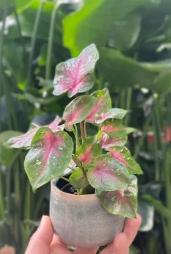 Caladium Casey - Stekje