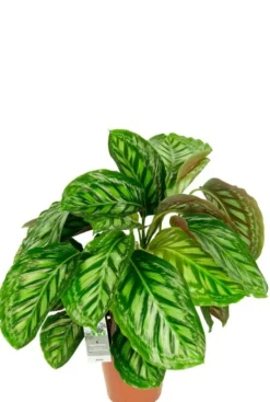 Calathea Flamestar - Pauwenplant