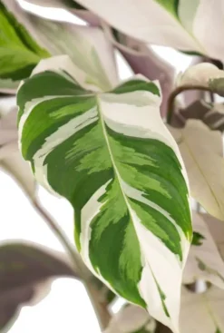 Calathea Fusion White - Pauwenplant