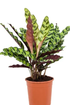 Calathea insignis - Pauwenplant