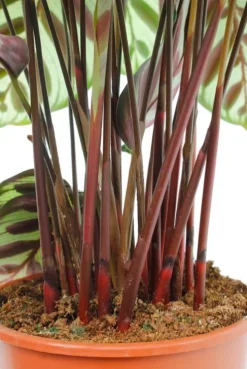 Calathea Makoyana - Pauwenplant