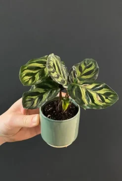 Calathea Makoyana - Stekje