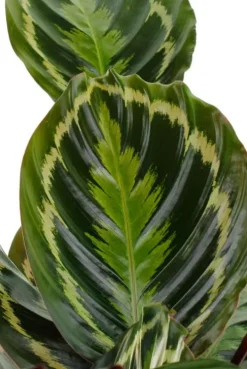Calathea Medallion - Pauwenplant