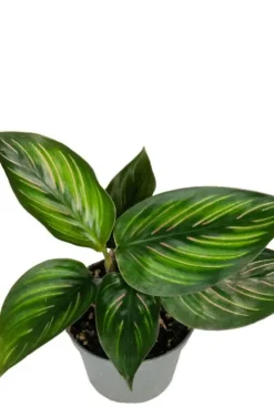 Calathea Mieli (Beauty Star) - Stekje