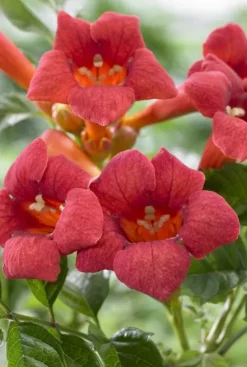 Campsis Radicans 'Flamengo' - Gele trompetklimmer