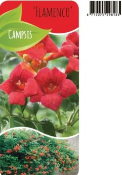 Campsis Radicans 'Flamengo' - Gele trompetklimmer