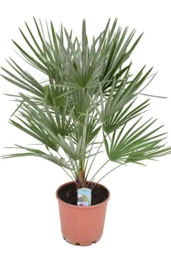 Chamaerops Humilis - Dwergwaaierpalm
