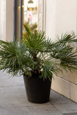 Chamaerops Humilis - Dwergwaaierpalm