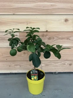 Citrus lemon - Citroenboom