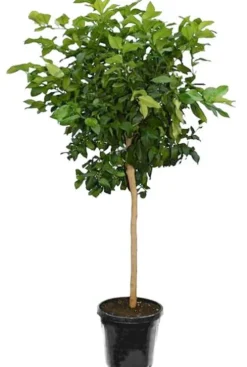 Citrus reticulata - Mandarijnboom