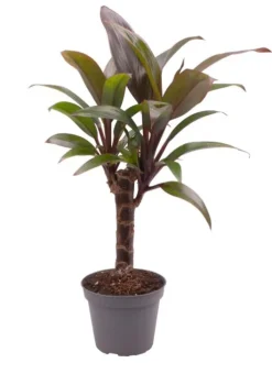 Cordyline fruticosa Purple Compacta - Stekje