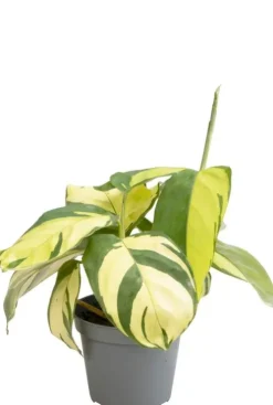 Ctenanthe pilosa Golden Mosaic (Lubbersiana Golden Mosaic) - Stekje