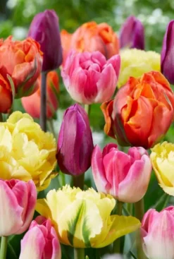 60 days of tulips mix - 20 bollen