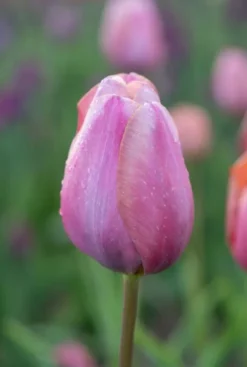 60 days of tulips mix - 20 bollen