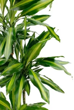 Dracaena Cintho - Drakenbloedboom