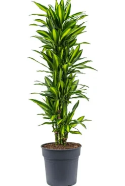 Dracaena cintho - Drakenbloedboom