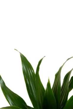 Dracaena Compacta