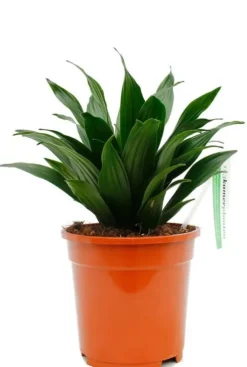 Dracaena compacta - Drakenbloedboom