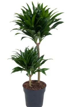 Dracaena Compacta - Drakenbloedboom