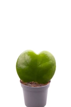 Hoya Kerrii - Stekje