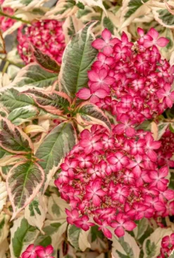 Hydrangea serrata Euphoria 'Pink'