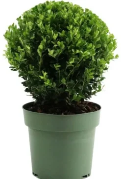 Ilex Crenata Jenny Ball Ø20cm