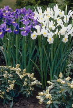 Iris Hollandica mix - 50 bollen