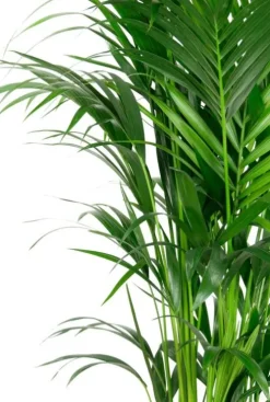 Kentia (extra vol) - Howea Forsteriana
