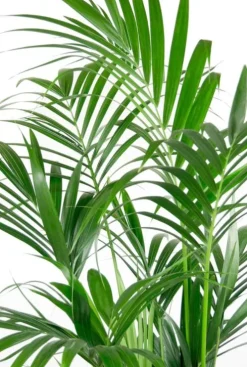 Kentia - Howea Forsteriana