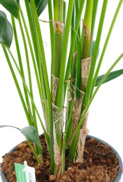 Kentia palm - Howea Forsteriana