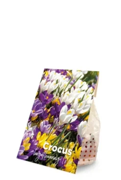 Krokus grote bloem - 40 bollen