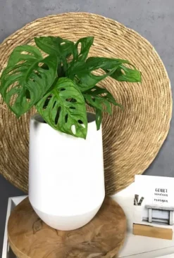Monstera Adansonii - Monkey Leaf