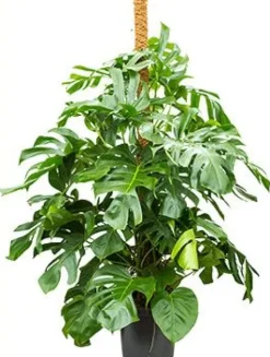 Monstera deliciosa - Gatenplant