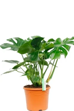 Monstera Deliciosa - Gatenplant