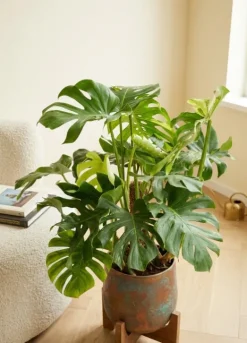Monstera - Gatenplant