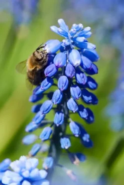 Muscari Armeniacum - 50 bollen