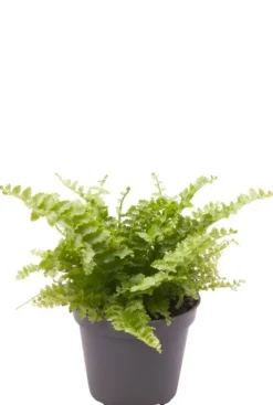Nephrolepis Exaltata Fluffy Ruffle - Stekje