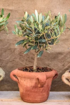 Olea Europaea - Olijfboom