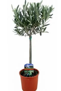 Olea Europaea - Olijfboom