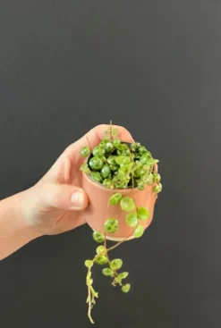 Peperomia Prostrata - Stekje