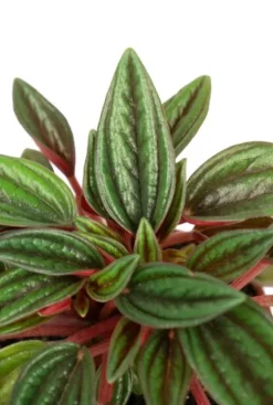 Peperomia Rosso - Krokodillentranen