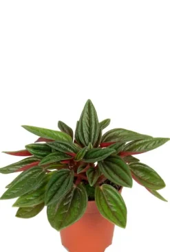 Peperomia Rosso - Krokodillentranen