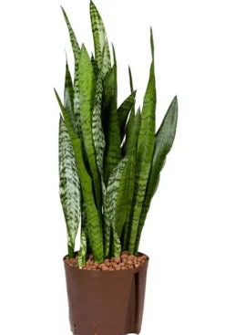 Sansevieria zeylanica - Vrouwentong