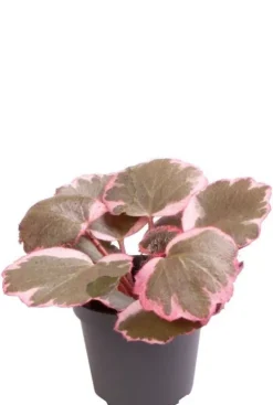 Saxifraga x Urbium Variegata - Stekje
