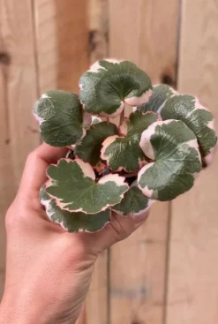 Saxifraga x Urbium Variegata - Stekje