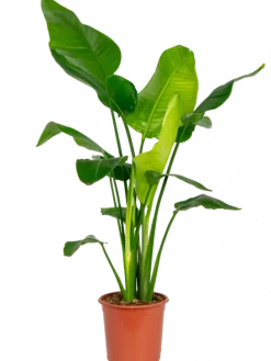 Strelitzia nicolai - Paradijsvogelbloem