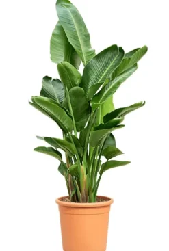 Strelitzia nicolai - Paradijsvogelplant