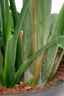 Strelitzia Nicolai - Paradijsvogelplant