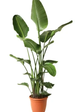 Strelitzia Nicolai - Paradijsvogelplant